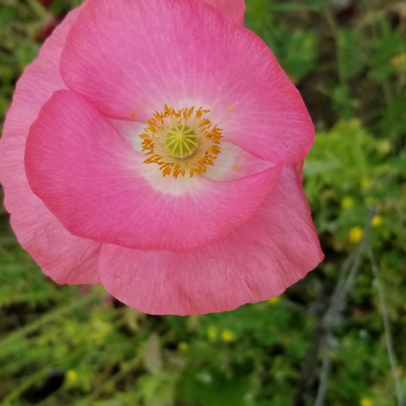 Meet your Posher, Nataliya - Picture 1 of 1